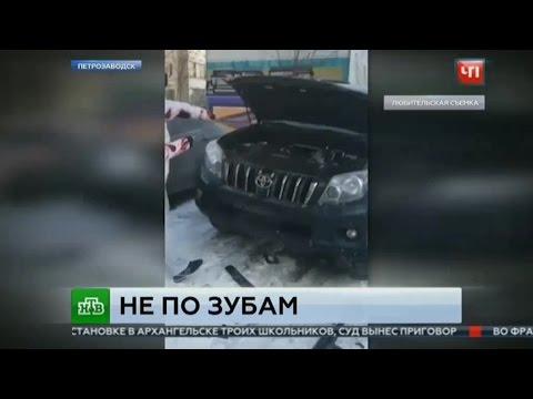 Собаки изгрызли внедорожник из-за кошки: видео